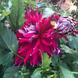 Meet your Posher, Christina